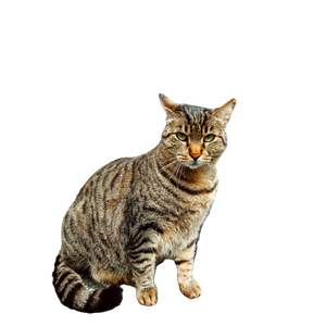 Charming Tabby Cat Sitting By A Storefront Window With Books Displayed. 16934 - Cat PNG image with transparent background